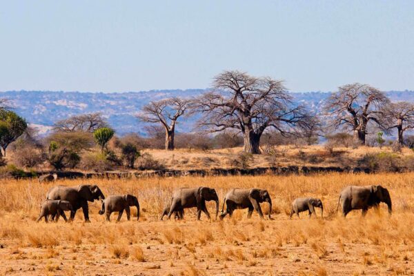 Tarangire, Serengeti And Volcanoes safari