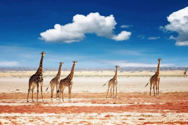 Etosha National Park