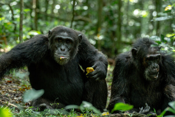 Kibale Forest National Park