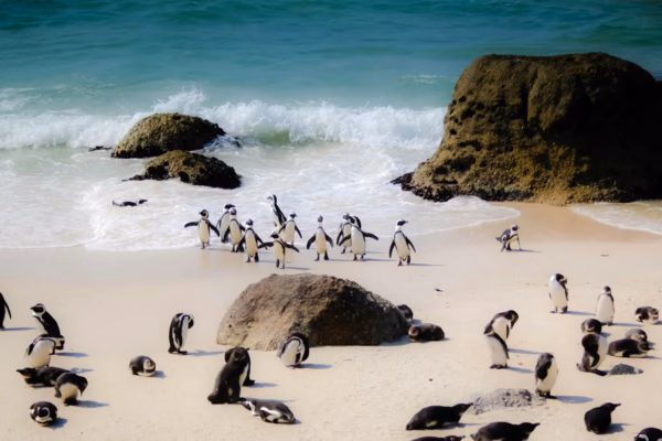 South Africa And Seychelles