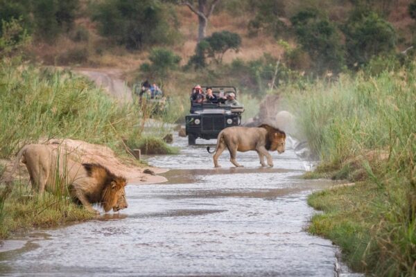 A Guide To Your First African Safari