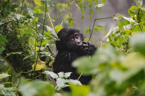 Gorilla Trekking vs. Gorilla Habituation Experience