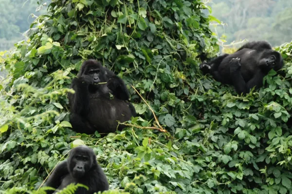 Rwanda Travel Vacations