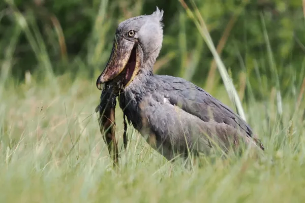 Shoebill Safari in Zambia