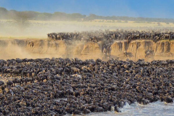 Wildebeest Migration in Serengeti, Tanzania