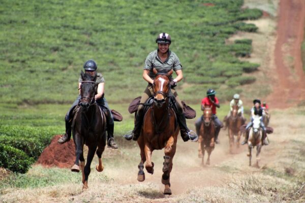 horseback riding and gorilla trekking