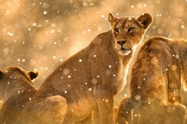 15 Days Kenya And Tanzania Safari 15 Days Kenya And Tanzania Safari