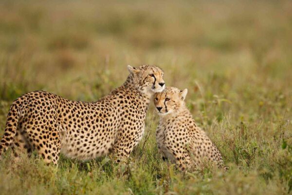 7 Days in Tanzania Safari