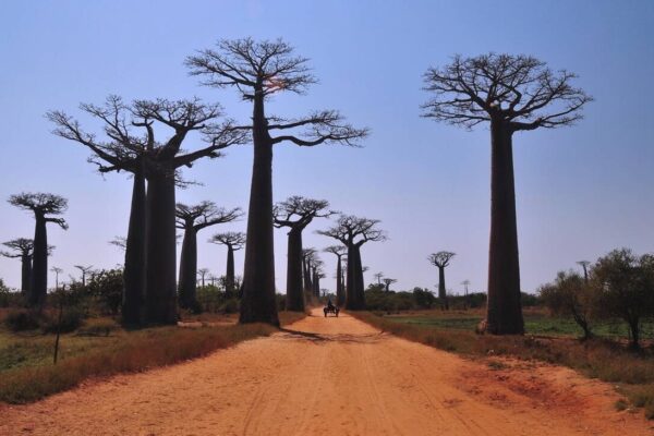 Affordable Madagascar Tours