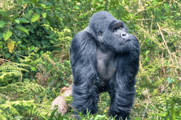 Affordable Rwanda Gorilla Trekking Safaris