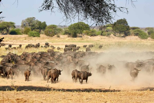 Nyerere vs Ruaha vs Serengeti Itinerary