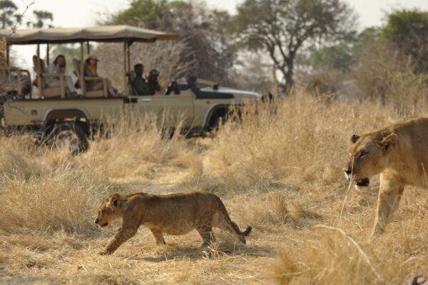 Ruaha and Nyerere Itinerary