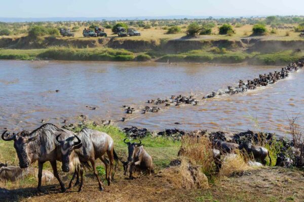 Tanzania Migration Safari