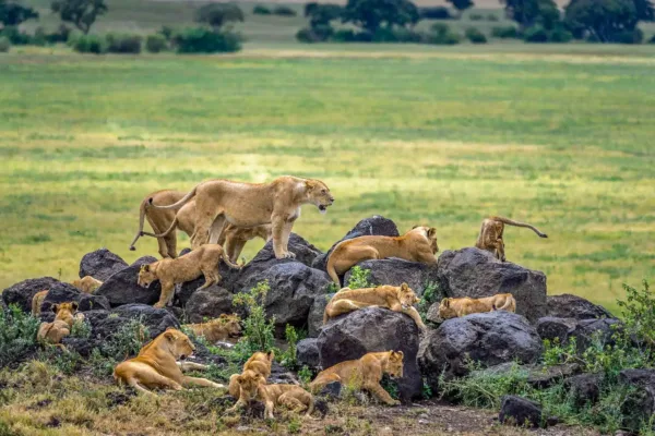 Tarangire vs Ngorongoro vs Serengeti Safari Tarangire vs Ngorongoro vs Serengeti Safari