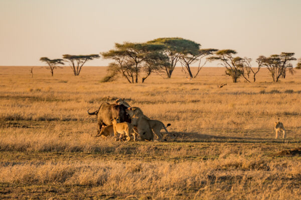 The Ngorongoro vs Serengeti vs Zanzibar