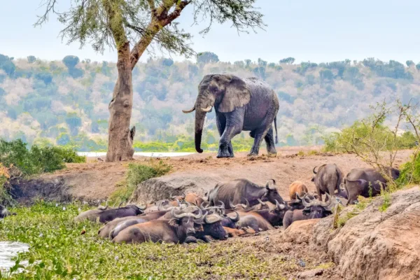 10 Days Uganda Safari Itinerary