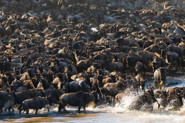 5 Days Serengeti Great Migration Safari