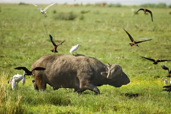 Tarangire, Manyara, Serengeti, Ngorongoro