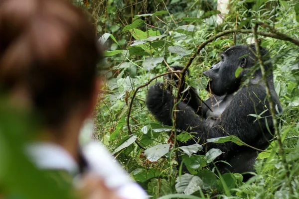 The Great Apes of Uganda