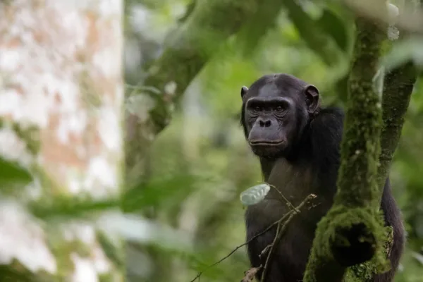 5 Days in Nyungwe, Rwanda