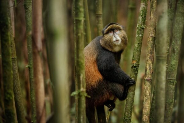 Rwanda Gorillas vs Golden Monkeys Itinerary