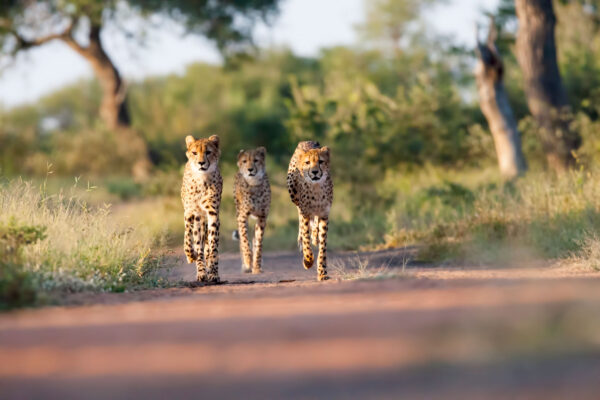 Kruger Safaris Kruger Safaris