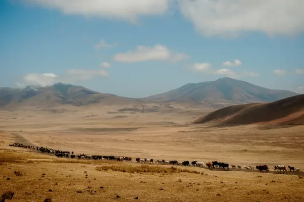 Entamanu Ngorongoro