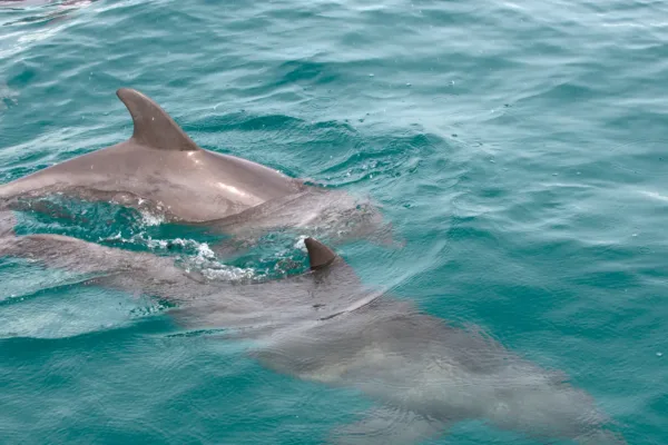 Best Beaches in Mozambique. Best Beaches in Mozambique