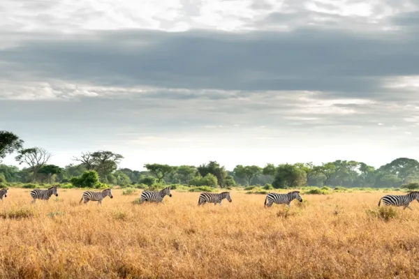 The Best Tanzania's Ultimate Luxury Safari