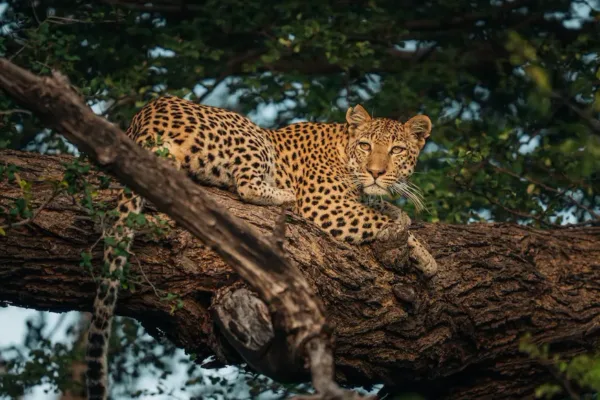 Ultimate Luxury Safari Experience