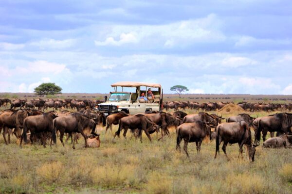 Serengeti Safari in January