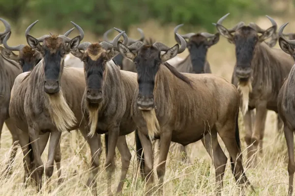 Serengeti Safari in November