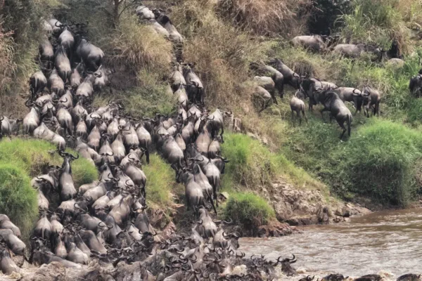 Serengeti Safari in October