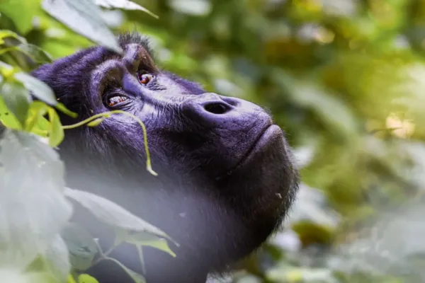 Combining Gorilla Trekking with an African Safari