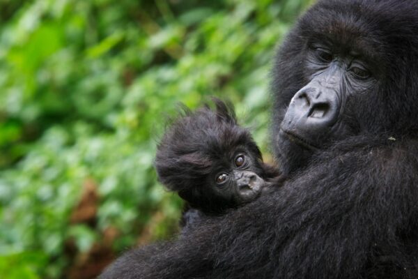 Gorillas, Safari & Beach Holiday