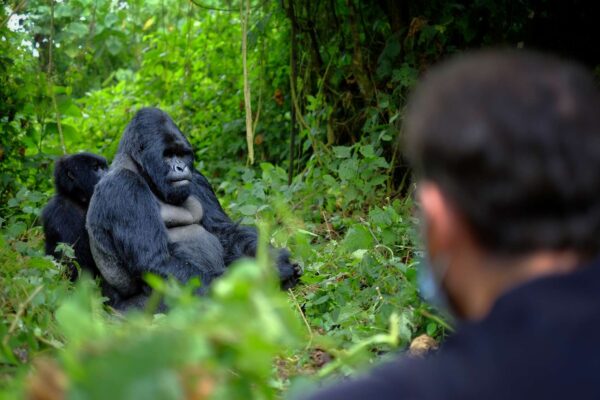 11-Day Rwanda Safari