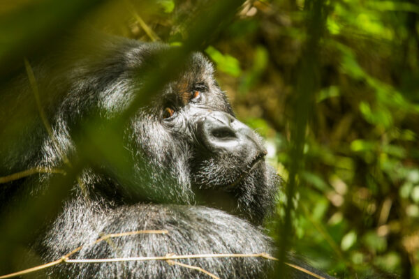 12-Day Rwanda Safari