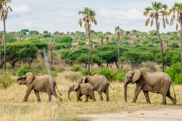14-Day Kenya and Tanzania Safari