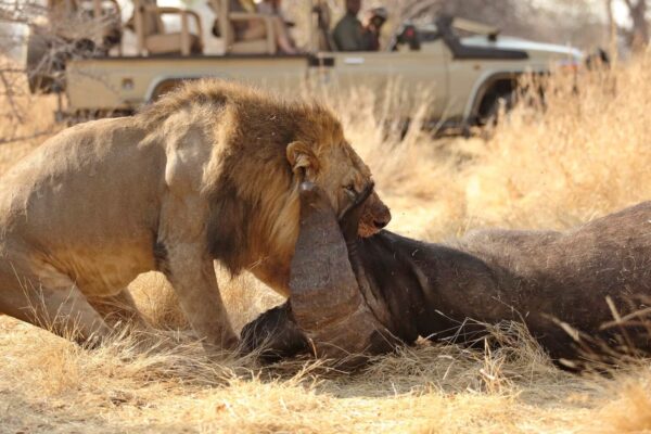 14-Day Tanzania & Uganda Safari