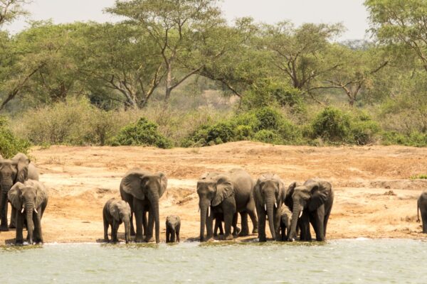 14-Day Uganda And Rwanda Safari