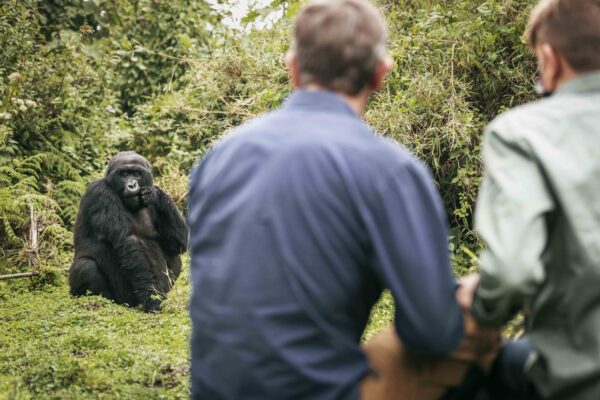 6 Day Rwanda Gorillas