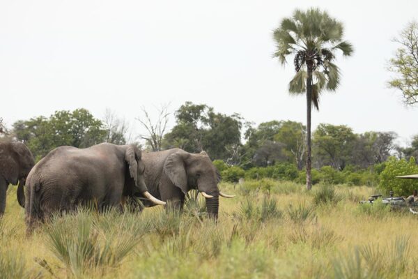 7-Day Botswana Eco Safari