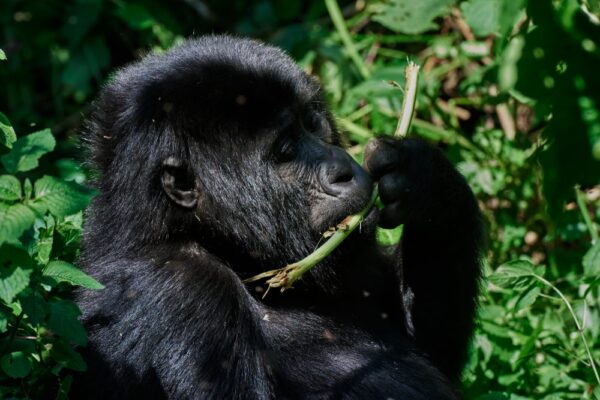 Gorilla Trekking Uganda vs Rwanda