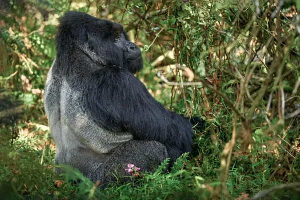 14-Day Kenya, Tanzania & Uganda Itinerary