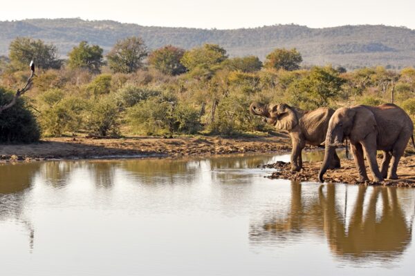 Madikwe Game Reserve