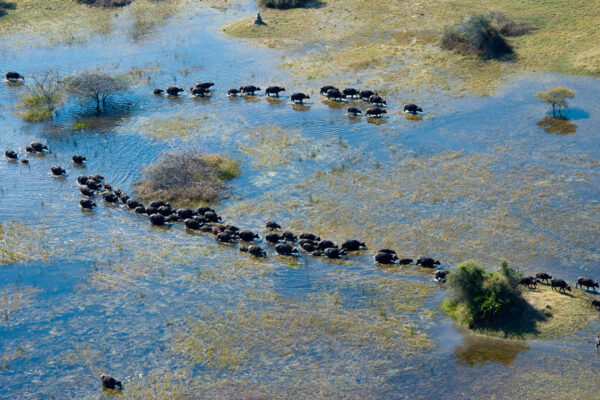 Okavango Delta And Mozambique