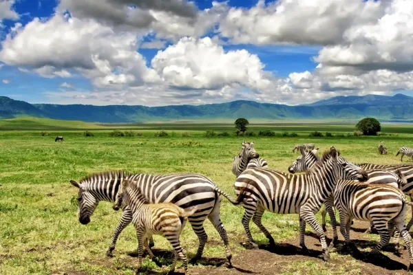 Tanzania Classic Northern Circuit