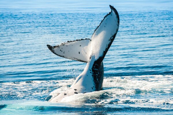 Whale Coast And Madikwe