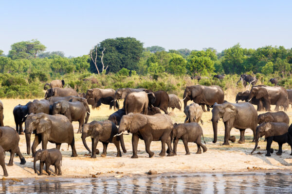 Zimbabwe Wildlife Safari