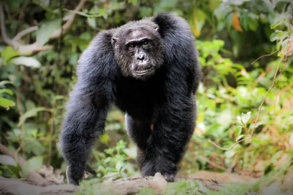 11-Day Uganda Family Safari 11 Day Family Safari Adventure in Uganda